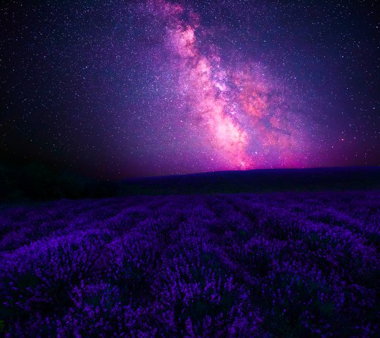 Fondos purpura